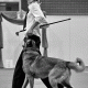 Малинуа Флинт - танцующая собака
